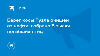 Калининградские экологи сообщают о гибели лебедей из-за разлива нефти -  Агентство социальной информации