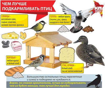 Областной экологический конкурс «Отличитесь добротой – покормите птиц  зимой!» – Новости – Окружное управление социального развития (городских  округов Люберцы, Дзержинский, Котельники и Лыткарино)