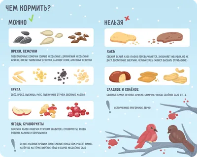 Примите участие в областном конкурсе \"Покормите птиц зимой\" | Русское  географическое общество