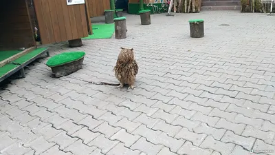 Новый вид птиц для \"Русской Арктики\" попался в фотоловушку - Новости РГО