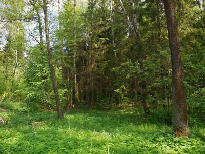 Картинка поляна в лесу фотографии