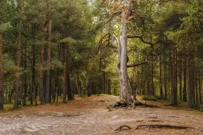 Пьер Огюст Ренуар - Поляна в лесу, 1865, 82×57 см: Описание произведения |  Артхив