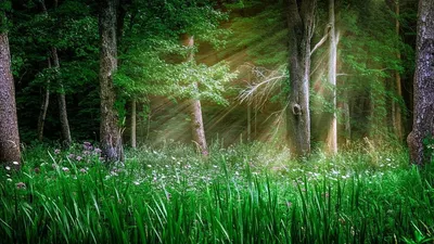 Солнечная Поляна в лесу - фото и картинки: 27 штук
