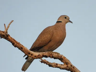 Толстоклювая кукушка - eBird