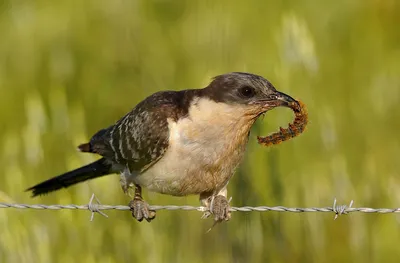 Полосатая кукушка - eBird