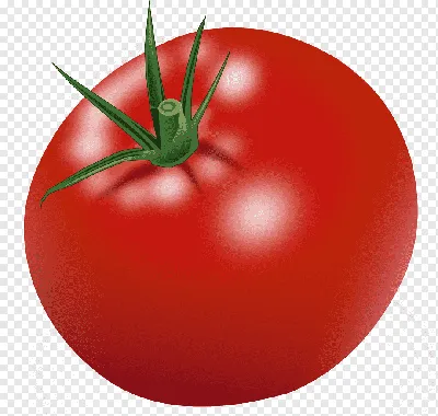 Большой и красивый помидор стоковое изображение. изображение насчитывающей  красивейшее - 211163881