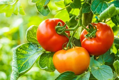 Помидор Бесплатный контент Pixabay, Помидор, натуральные продукты питания,  еда, помидоры png | PNGWing