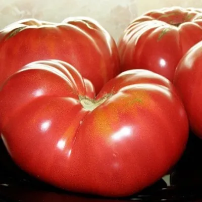 Большой и красивый помидор стоковое изображение. изображение насчитывающей  красивейшее - 211163881
