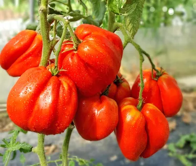 Спроси у бабушки: закручиваем помидоры, чтобы зимой готовить любимый помидор-юмурта  - Umico Live
