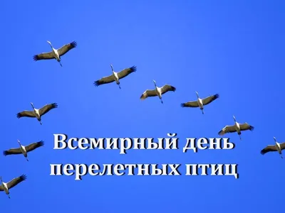 Ежегодный праздник Международный день птиц отмечается 1 апреля - Лента  новостей Бердянска