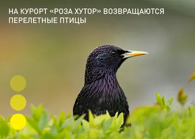 Минприроды КЧР - 📆#экокалендарь09 🕊1 апреля - Международный день птиц 🦅В  1927 году в СССР День птиц утвердился как юннатский весенний праздник. С  тех пор такое мероприятие стало массовым, и его отмечали