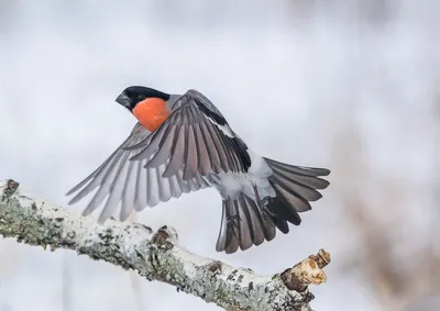 https://rtraveler.ru/nature/v-kolumbii-nashli-redchajshuyu-pticu-ginandromorfa-ona-napolovinu-samka-napolovinu-samec/