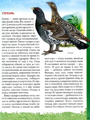 Когда лучшая помощь – это невмешательство. Житель Лидского района подобрал  на дороге молодого дятла, а зря