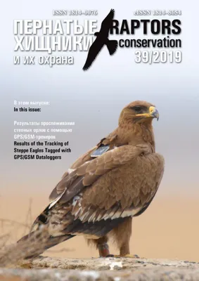 Raptors Conservation 39/2019 by Igor Karyakin - Issuu