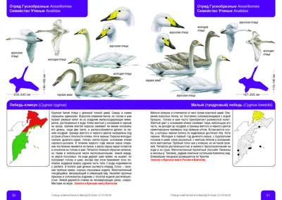 Определитель птиц Камчатки и Командорских островов