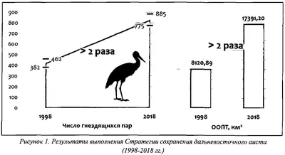 Rough-legged Buzzard (Buteo lagopus). Birds of Siberia.