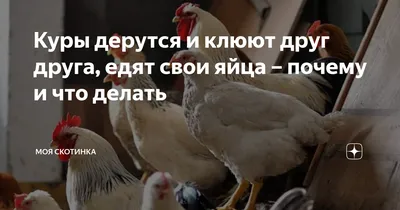 Nutribird - Orlux Uni Patee 25 кг - Универсальный корм – Birdshop Christina  Pet Shop