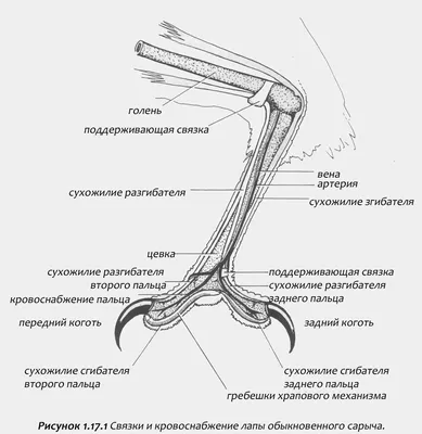 Птицы младенца серые и белые Cockatiel на женщине пальца Стоковое Фото -  изображение насчитывающей тварь, место: 79027782