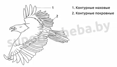 Темп редукции пальцев у архозавров зависит от генов, регулирующих  эмбриональное развитие • Сергей Ястребов • Новости науки на «Элементах» •  Генетика, Биология развития, Эволюция