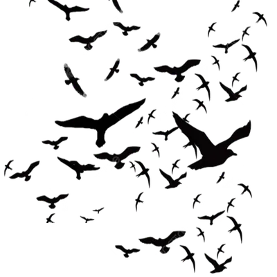 Обои утка, клюв, птица, черно-белый картинки на рабочий стол, фото скачать  бесплатно