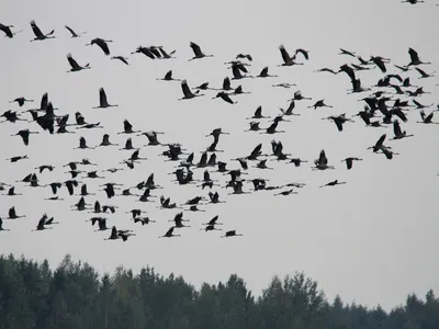 тропическая птица. черно-белая картинка. линейный рисунок для раскраски  книги с райской птицей. контур Иллюстрация вектора - иллюстрации  насчитывающей декор, листья: 224858707