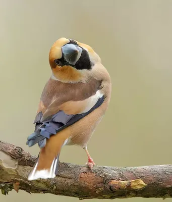 Обыкновенный дубонос - eBird
