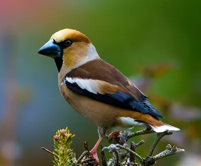 Дубонос (Coccothraustes): виды, самец и самка, фото, видео, голос