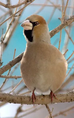 Дубонос (Coccothraustes coccothraustes). Птицы Европейской России.