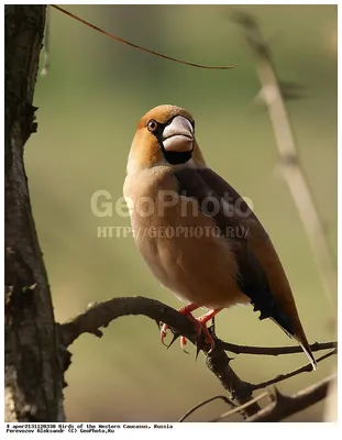 Фото Дубонос(Coccothraustes coccothraustes) - фотограф Иван Сильченко -  макро и крупный план - ФотоФорум.ру