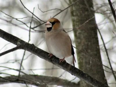 Фотография Обыкновенный дубонос (Coccothraustes coccothraustes) Птицы  западного Кавказа | Фотобанк ГеоФото/GeoPhoto | GetImages Group