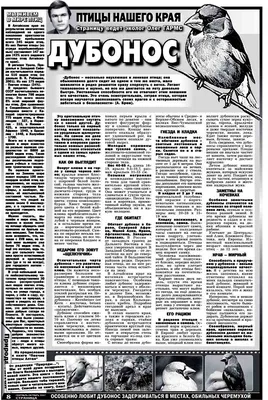 птицы Челябинска, дубонос, фото-кормушка, сравнительные размеры птиц |  Большая синица, Птицы, Синица