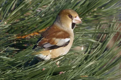 Вечерние Дубонос Птица — стоковые фотографии и другие картинки Evening  Grosbeak - Evening Grosbeak, Grosbeak, Весна - iStock
