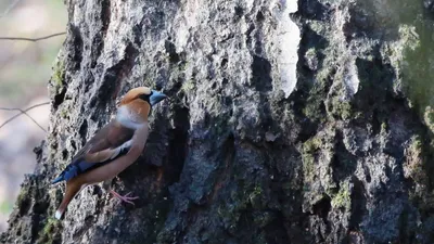 File:Coccothraustes coccothraustes (Обыкновенный дубонос).jpg - Wikimedia  Commons