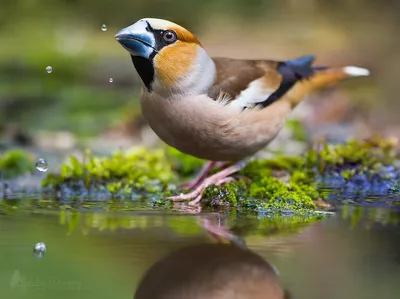 Дубонос обыкновенный (Coccothraustes coccothraustes). Фотогалерея птиц.  Фотографии птиц России, Беларуси, Украины, Казахстана, Таджикистана,  Азербайджана.