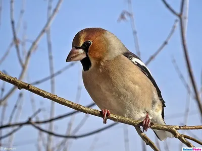 Фотокаталог птиц: Обыкновенный дубонос (Coccothraustes coccothraustes)