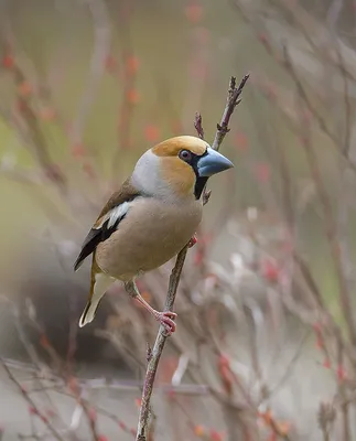 Дубонос (Coccothraustes coccothraustes). Птицы Европейской России.