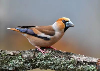 Фотография Обыкновенный дубонос (Coccothraustes coccothraustes) Птицы  западного Кавказа | Фотобанк ГеоФото/GeoPhoto | GetImages Group