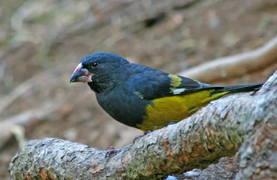 Дубонос (Coccothraustes coccothraustes). Птицы Сибири.