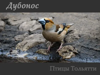 Обыкновенный дубонос
