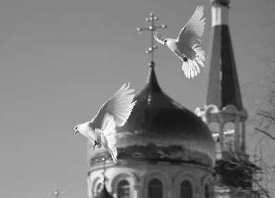 Храм Христа Спасителя – святой Феникс Руси (с посещением 4-х смотровых  площадок под куполом храма, пешеходная) - Экскурсии по Москве: цены и  расписание 2023