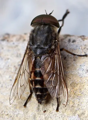 карта насекомых, Девица муха, Insect, насекомые птицы фон картинки и Фото  для бесплатной загрузки