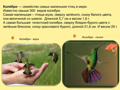 Картинка птица и муха фотографии