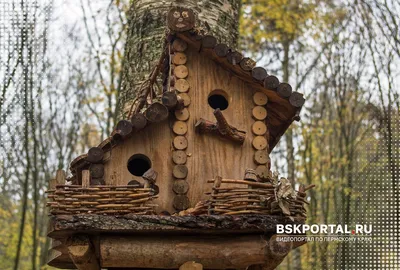 Птица Ранней Весной Европейский Скворец Заглядывает Через Вход В Деревянный  Скворечник — стоковые фотографии и другие картинки Вертикальный - iStock