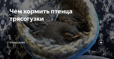 Птички, птицы птичка кормит птенца материнство фарфор - «VIOLITY»