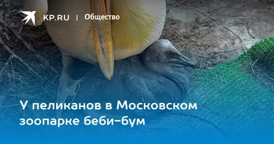 Нашли черного стрижа в городе, черная птица на земле