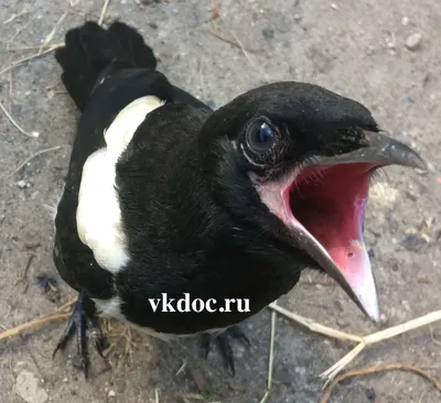 Дятел кормит птенцов/Woodpecker feeds chicks - YouTube