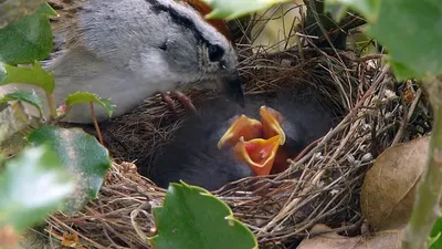 Дрозд белобровик кормит птенцов, Redwing bird feed chicks - YouTube
