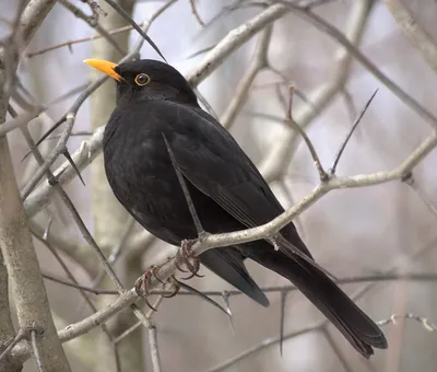 Апартаменты Wanghin рябинника сокета. Pilaris Turdus. Птица кормит своих  детей Стоковое Изображение - изображение насчитывающей сезон, вал: 187621591