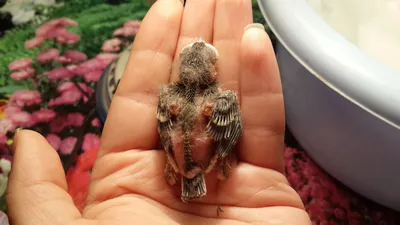 Птенец Синицы - Птенцы и слётки певчих птиц в руках человека - Форумы  Mybirds.ru - все о птицах