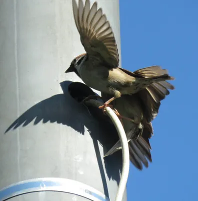 Дрозды кормят птенцов в гнезде, Catbirds feed chicks in the nest - YouTube